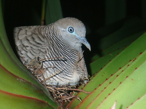 Zebra Dove
