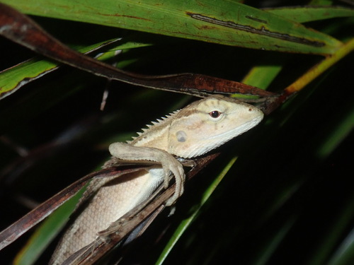 Indian Garden Lizard