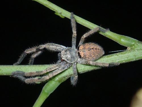 Olios lamarcki