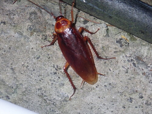 American Cockroach