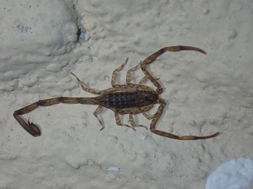 Lesser Brown Scorpion