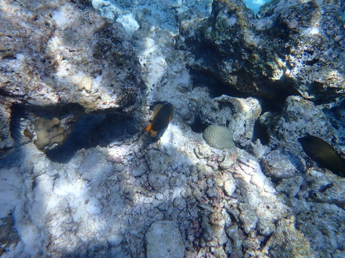 Balistapus undulatus