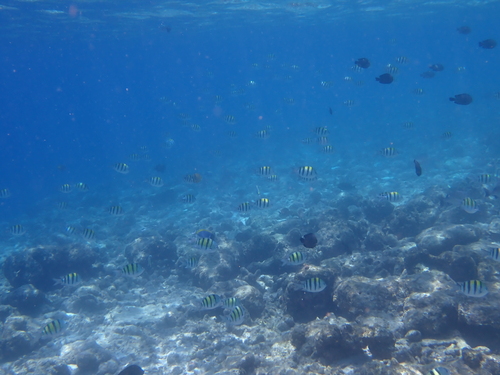 Abudefduf vaigiensis