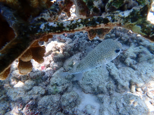 Diodon hystrix