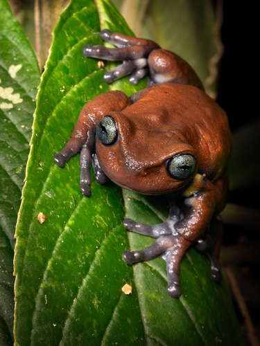 Paisa Frog