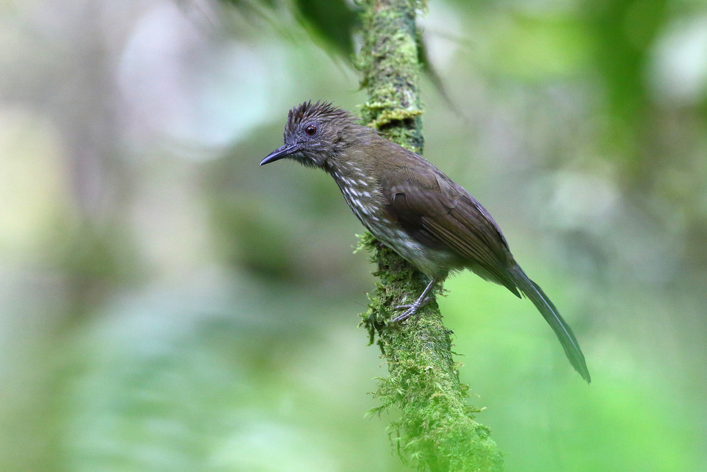 Sumatran Bulbul (Ixos sumatranus) photo