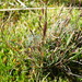 Agrostis dyeri - Photo (c) David Lyttle, all rights reserved, uploaded by David Lyttle