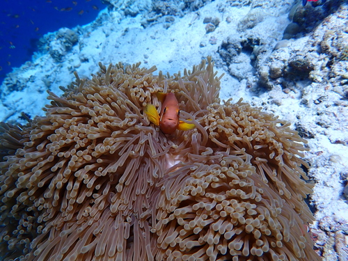 Amphiprion nigripes