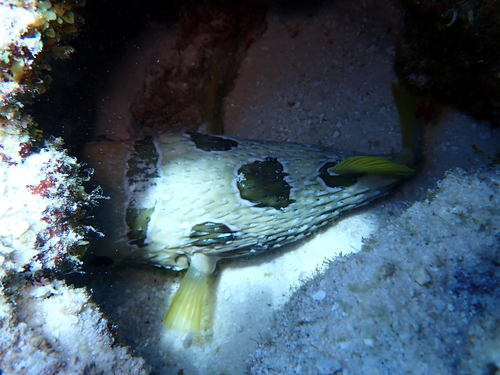 Diodon liturosus