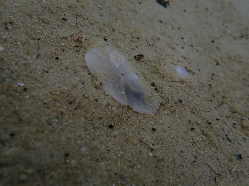 sand slug
