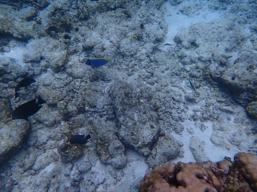 Powder Blue Tang — seen at this dive site