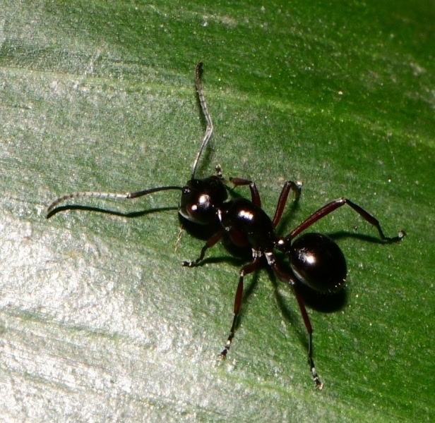 Polyrhachis Ratellata Polyrhachis rastellata from Western Province, LK on March 28, 2020 at ...