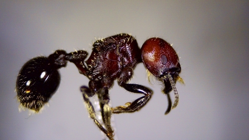 辉煌须蚁Pogonomyrmex micans