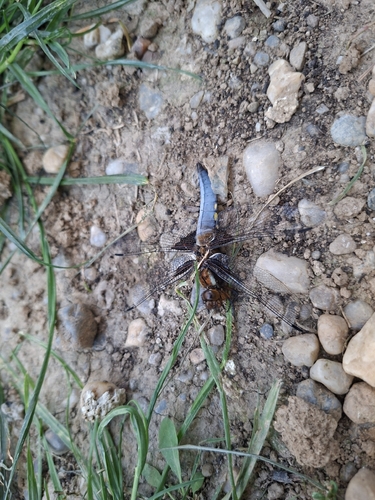 Broad-bodied Chaser