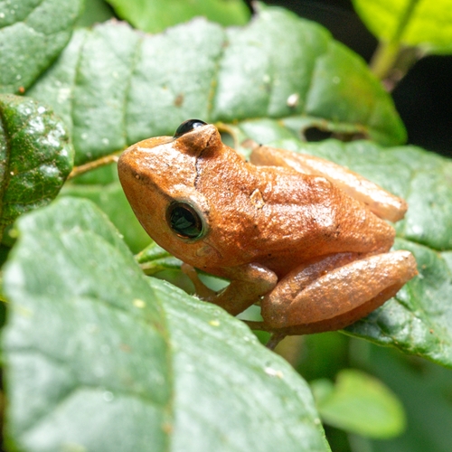 Andean Orange-thighed Frog