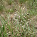 Confused Fescue - Photo (c) lherb, all rights reserved, uploaded by lherb