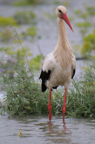 White Stork