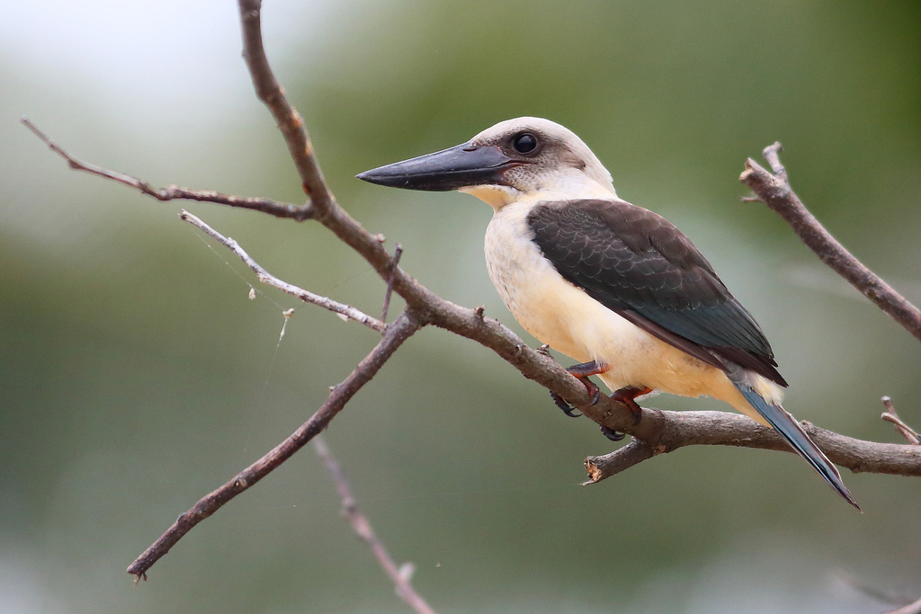Great-billed Kingfisher (Pelargopsis melanorhyncha) photo