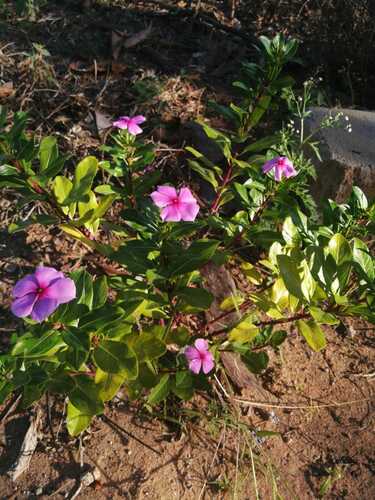 Madagascar Periwinkle