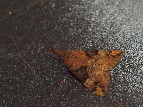 Bloxworth Snout