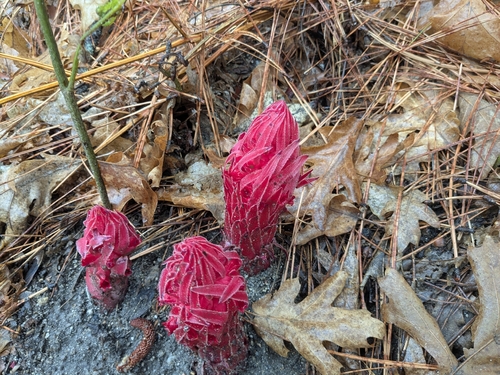 iNaturalist observation photo of Snowplant