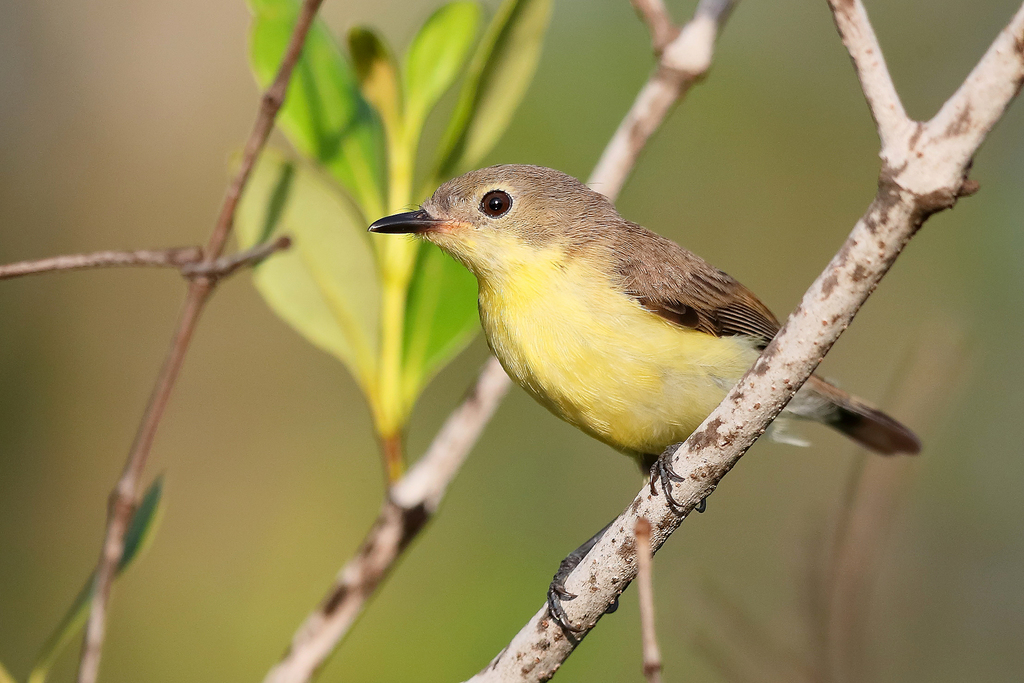 Golden-bellied Gerygone (Gerygone sulphurea) photo