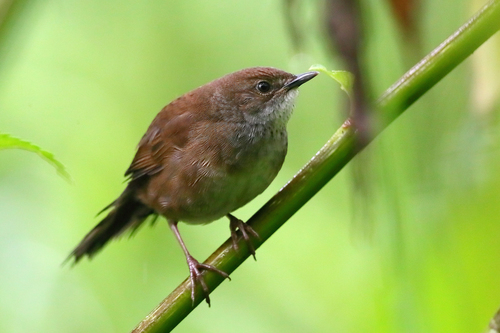 Javan Bush Warbler (Javan) (Subspecies Locustella montis montis