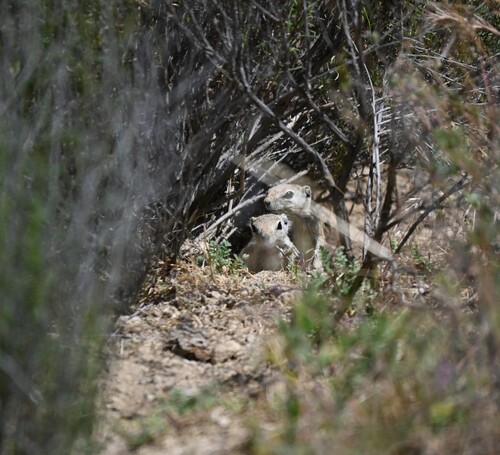 Nelson's Antelope Squirrel observed by ellacaraker