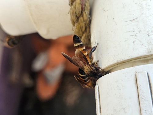 Giant Honey Bee