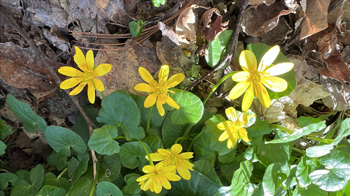 lesser celandine