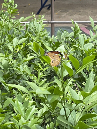 Plain Tiger Butterfly