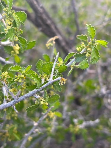 desert myrtlecroton