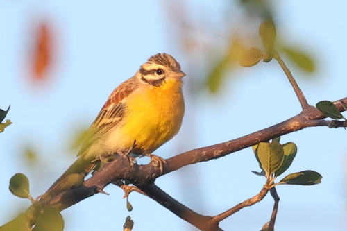 Golden-breasted Bunting