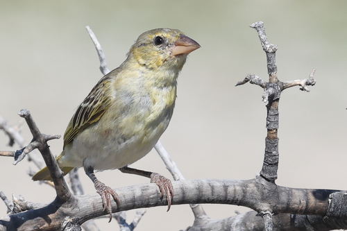 Southern Masked Weaver