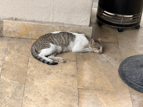Domestic Cat
