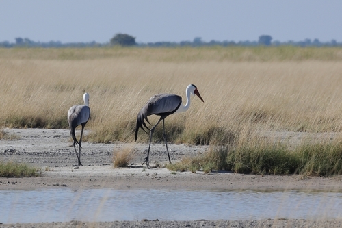 Wattled Crane