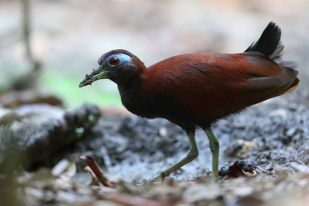 Blue-faced Rail photo
