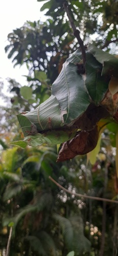 Asian Weaver Ant