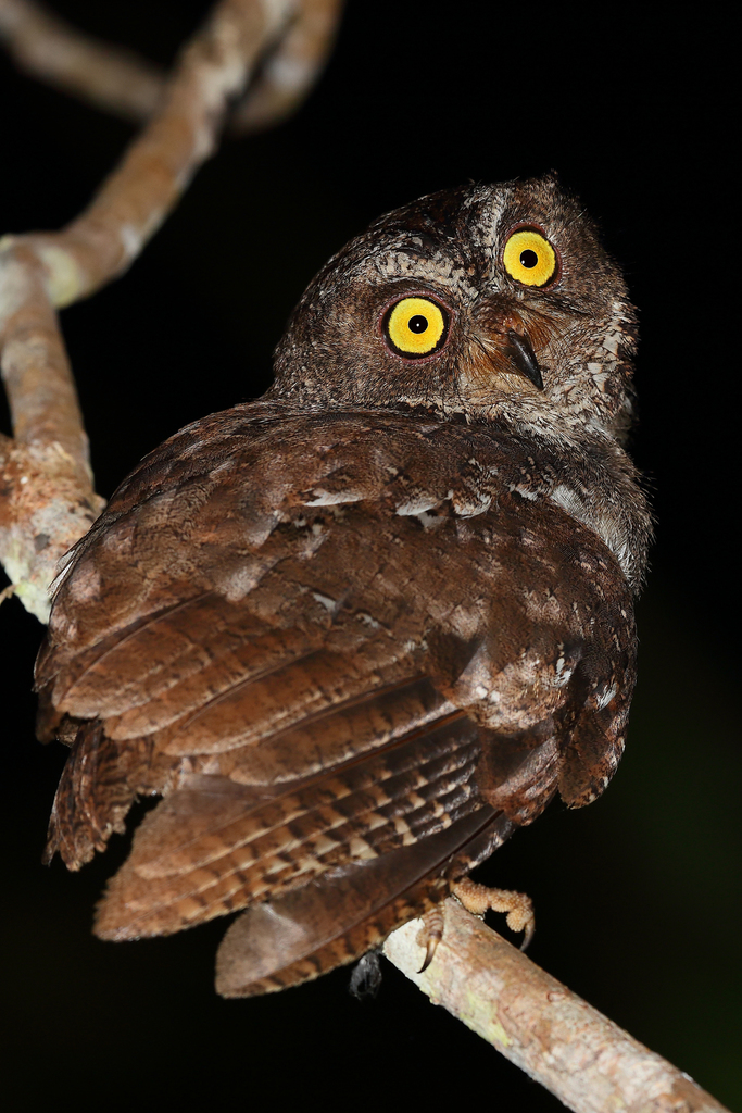 Banggai Scops-Owl (Otus mendeni) photo