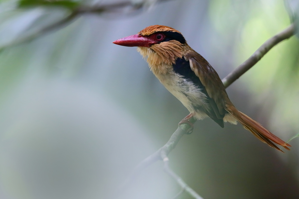 Sulawesi Lilac Kingfisher (Cittura cyanotis) photo