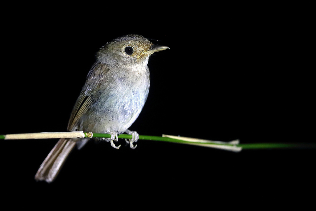 Sula Jungle Flycatcher photo