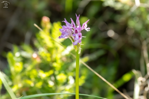 Three-toothed orchid