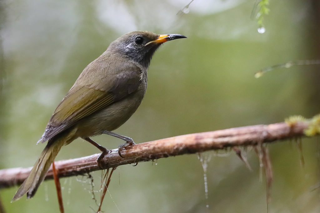 Buru Honeyeater photo