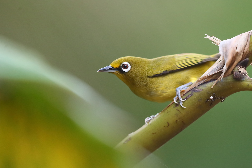Buru White-eye photo
