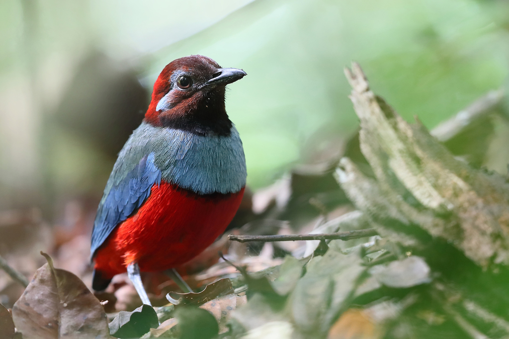 South Moluccan Pitta photo
