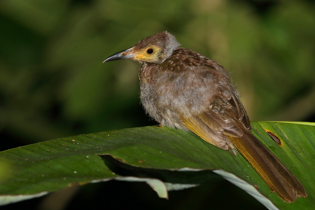 Seram Friarbird photo
