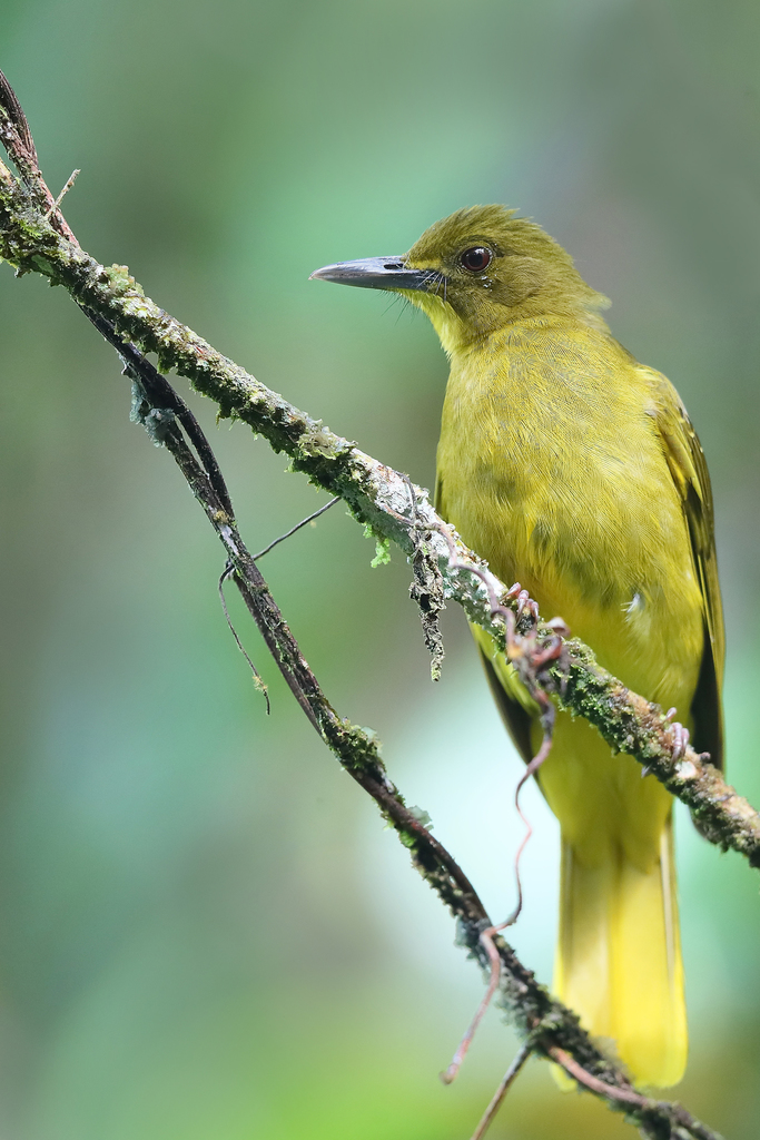 Seram Golden-Bulbul (Alophoixus affinis) · iNaturalist