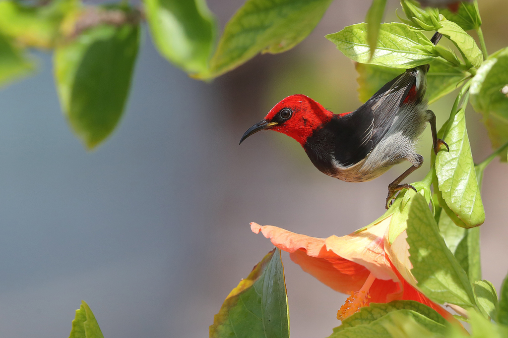 Banda Myzomela (Myzomela boiei) photo