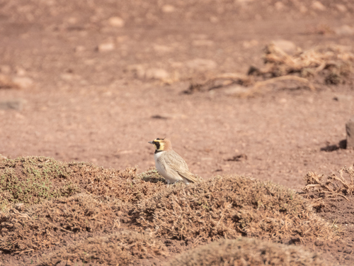 Atlas Horned Lark