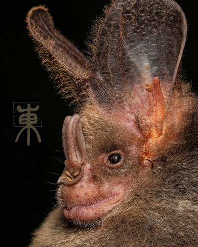 Greater False Vampire Bat